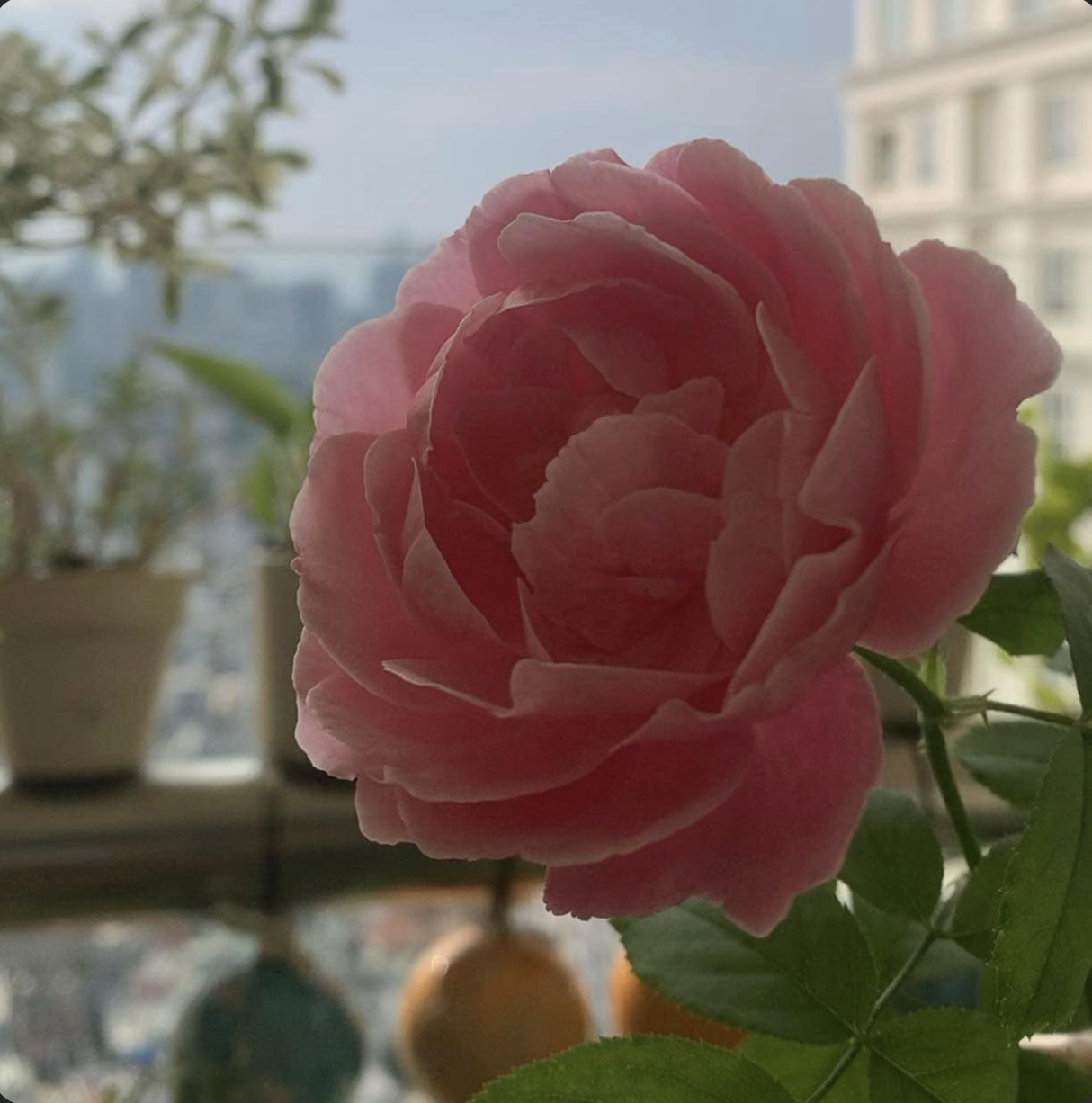 Nếu hôm nay là ngày cuối của cuộc đời, mình sẽ làm gì?